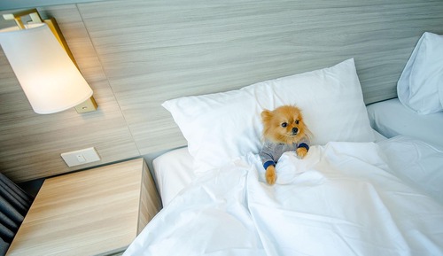Deluxe Suite, 1 Bedroom