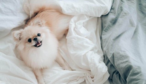 [Pet-cation PKG] 1 Bedroom Superior