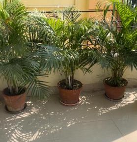Apartment with Garden View