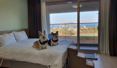 Deluxe Twin Room - Pet-Friendly