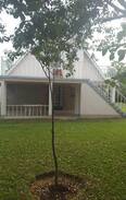 Kirinyaga House | Kijani House, Sagana