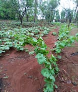 Ambernath Other | Ingle's Agro farm house at Ambernath, Dist:Thane