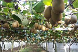 Pukehina House | Orchard Retreat and Wedding Accommodation +Lake