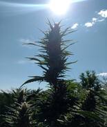 Cortez Other | Camp Kush~"Ute View 1"/RV Site~420 Friendly~