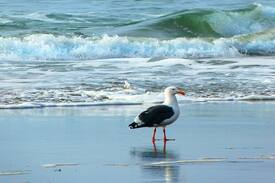 Dillon Beach Cabin | God's Pocket,5 min Walk to beach,Hot Tub, Views!