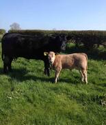 Ballymoney House | Lisnabra farm