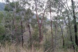 Miriam Vale House | Mugul Mountain Retreat