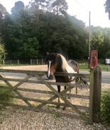 New Forest District House | Large groups in heart of New Forest *Sleeps 9*