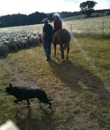 Thalgarrah Bed & Breakfast | Coningdale Farmstay Bed @ Breakfast