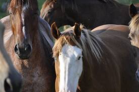 Fayetteville Other | Creek-side Cabin *Staycation* on Horse Farm