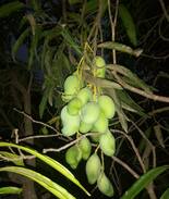 Ambernath Other | Ingle's Agro farm house at Ambernath, Dist:Thane