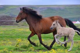 Husavik Bed & Breakfast | Guesthouse Gardur-Family room 4 p.