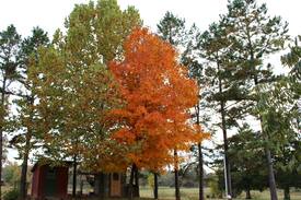 Bates Cabin | Darrah's Cottage. Peaceful. Heart of Arkansas.