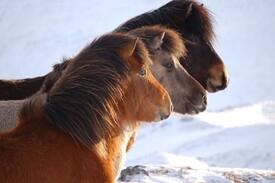 Husavik Bed & Breakfast | Guesthouse Gardur-Family room 4 p.