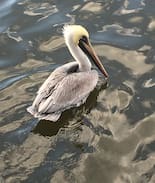 Slidell Cabin | The Pelican Perch