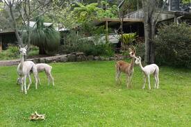 Mount Vincent House | Brinawa Birds and Bush Retreat