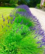 Barton-upon-Humber Bed & Breakfast | Bardney Hall B&B/Gold Room