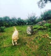 Yercaud Other | Carlton House Yercaud -The Charles Dickens Mansion
