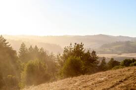 Freestone Cabin | Hummingbird Hill Cottage
