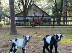 Tallahassee Other | The Cabin at Milk and Honey Acres