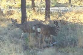 Deer Park House | Sunriver Resort Home- Sleeps 8- Pet Okay- SHARC