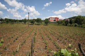 Puke Other | Agroturizem Lajthiza e Vogel