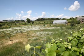 Puke Other | Agroturizem Lajthiza e Vogel