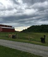 Rural Retreat Other | Long Neck Lair Alpaca Farm