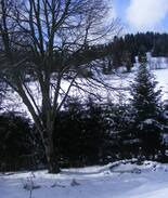 Bubenbach Apartment | Haus Tannengarten