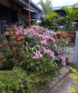 Tavua Hotel | Gold Town Tavua Hotel