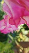 Tri-Cities House | Newport Garden Oasis