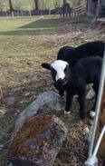 Felinfach House | Welsh rural village cottage