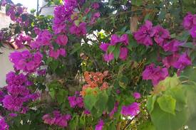 Margarita Island Bed & Breakfast | Italcaribe Village a Isla Margarita
