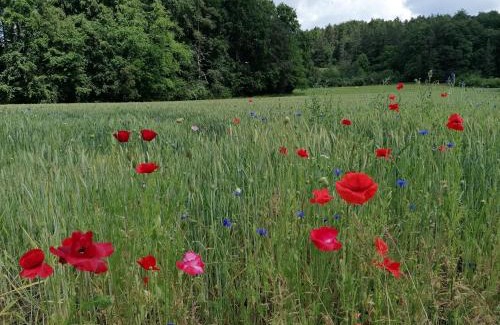 Obertrubach Apartment | Apfelbluete und Paradies