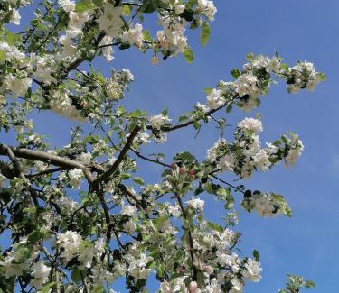 Obertrubach Apartment | Apfelbluete und Paradies