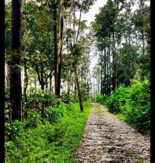 Somvarpet House | BnBBuddy Sundaraya Cottage Farms @ Coorg