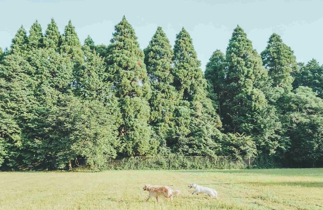 August only 20 off Limited to one group per d /Sanbu-gun Chiba