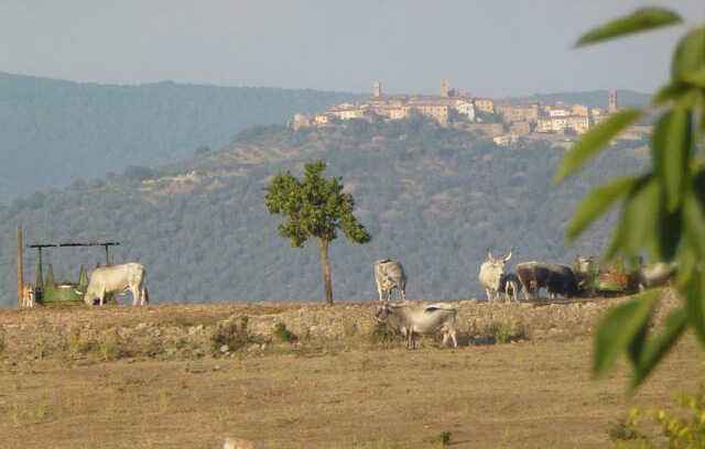 Montorsaio House | IL MELOGRANO