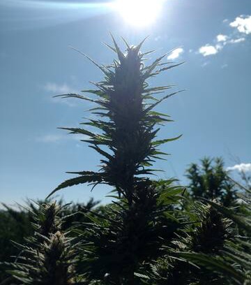 Cortez Other | Camp Kush~"Ute View 1"/RV Site~420 Friendly~