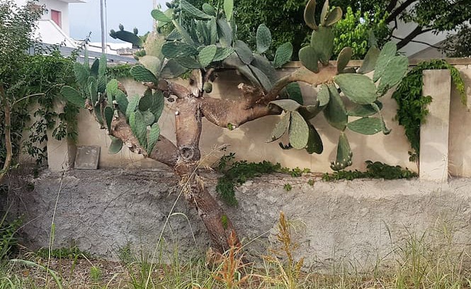 Casalabate Villa | Garden Paradise House, Casalabate, Lecce