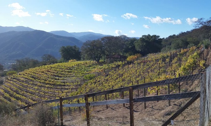 Carmel Valley House | Dakota Ranch Vineyard Urban Wilderness