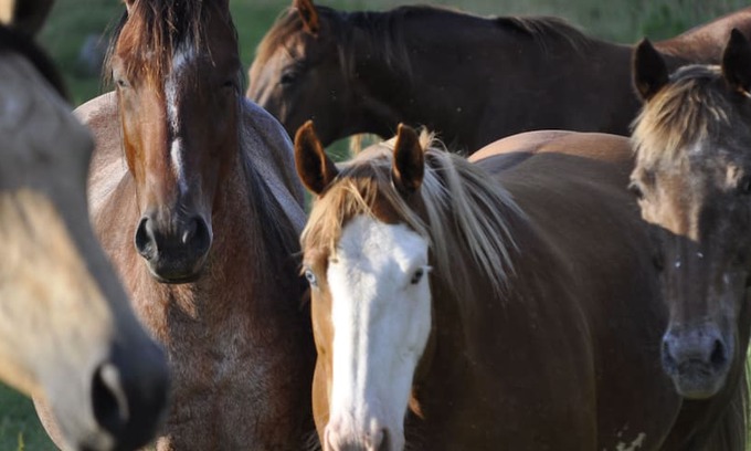 Fayetteville Other | Creek-side Cabin *Staycation* on Horse Farm