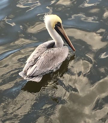 Slidell Cabin | The Pelican Perch