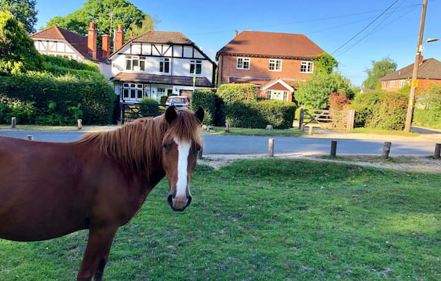 New Forest District House | Large groups in heart of New Forest *Sleeps 9*
