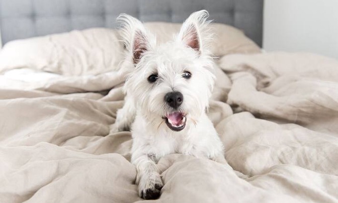 Rockcliffe Other | Dog friendly self catering accommodation
