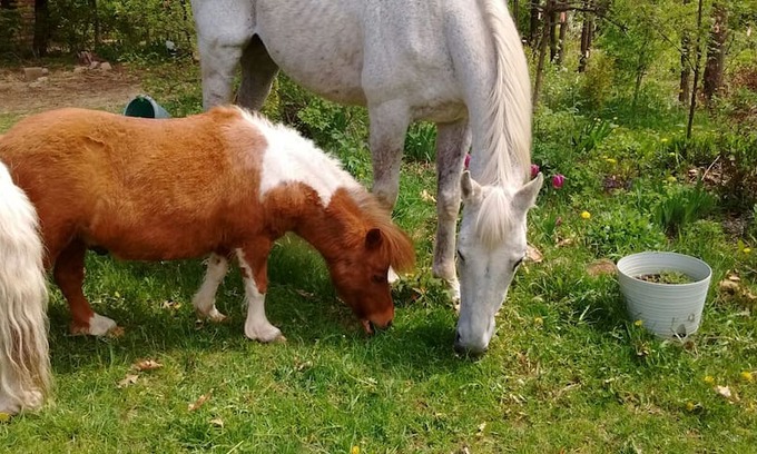 Plainfield Cabin | Rustic retreat. Must love animals. monthly rates