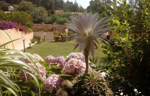 Pula Bed & Breakfast | B&B Calamarina Santa Margherita di Pula