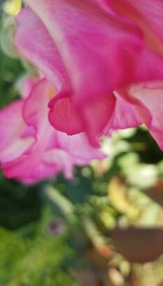 Tri-Cities House | Newport Garden Oasis