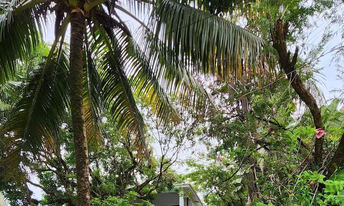 Forest Home Apartment | Our Sea Garden Suite faces the Caribbean and awaits you