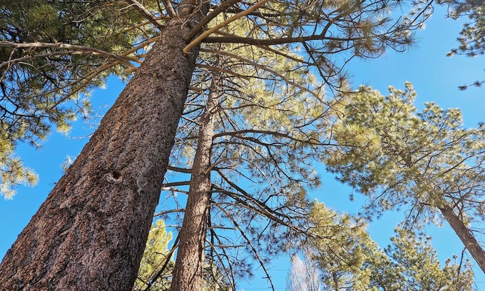 Big Bear Lake Cabin | Tiny House, Big Vibes, Huge Adventure!